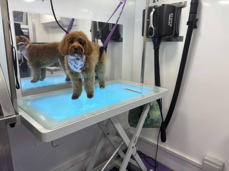 A freshly groomed cockapoo on the grooming table inside the mobile grooming van