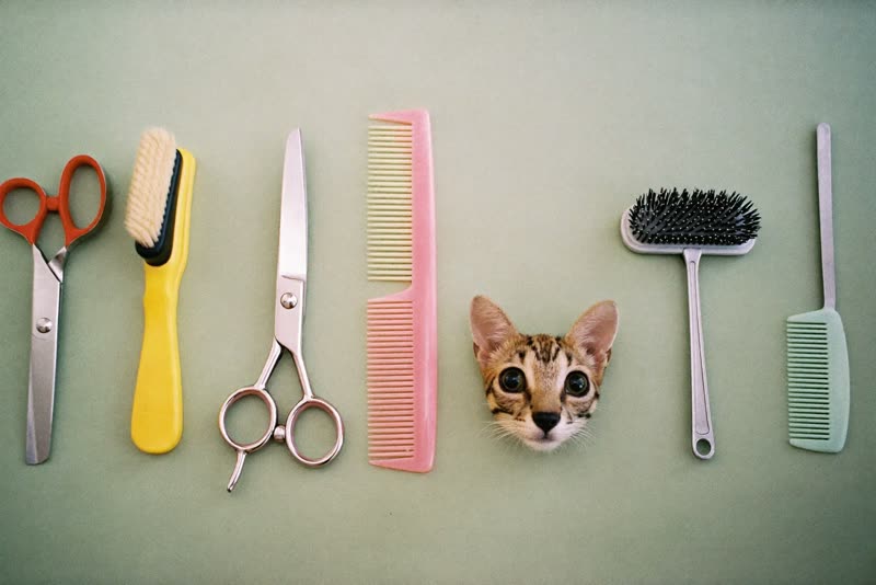 Grooming tools laid out ready
