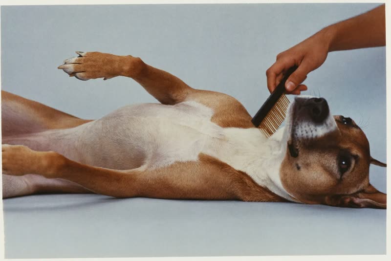 A dog being brushed calmly