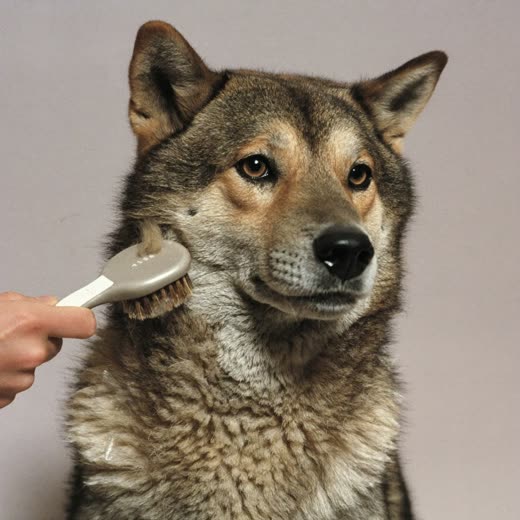 A dog being de-shed