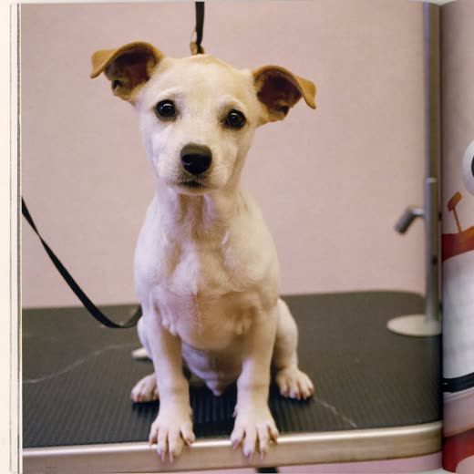 A puppy on the grooming table